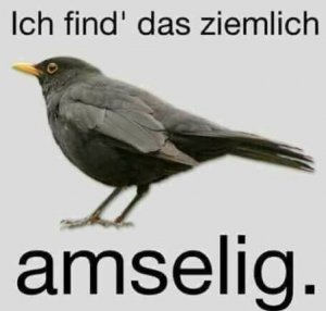 Amselig2.JPG